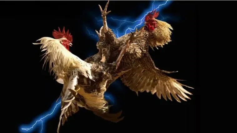 Bí Kíp Chinh Phục Đấu Trường Đá Gà 1xBit Giúp Bạn Trở Thành Cao Thủ Bất Bại