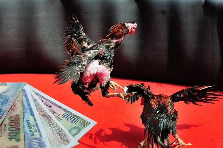 Bật Mí Cách Chơi Đá Gà Sabong Tại 1xBit Giúp Bạn Thắng Lớn Trong Mỗi Trận Đấu